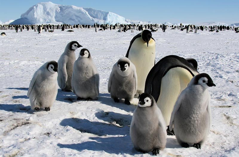 Great Animal Migrations Around the World | Backpacker Travel