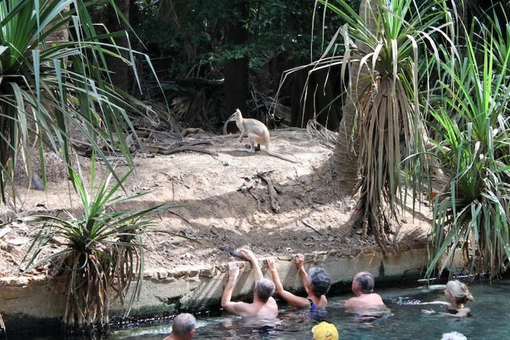 A wallaby soaks up the attention