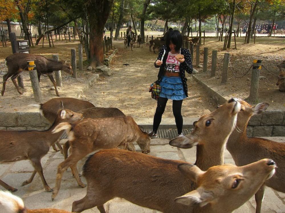 Feeding the deer in Nara