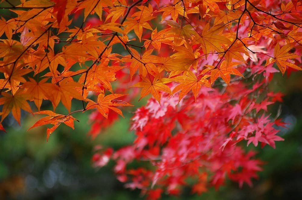 Japanese maple leaves