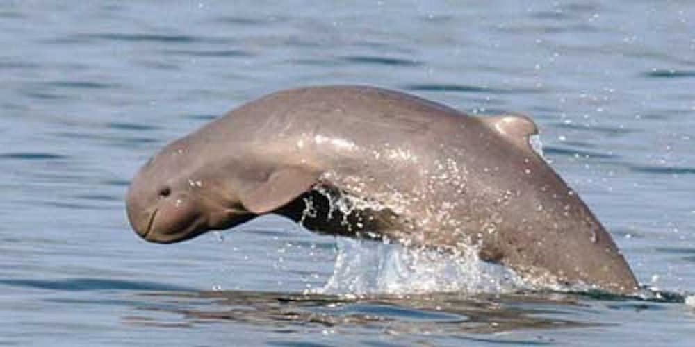 Kratie river dolphin Kratie river dolphin