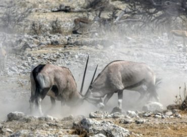 Oryx