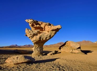 Rock Tree