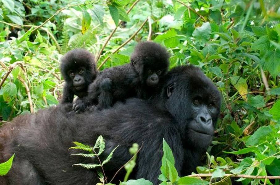 Black-back-with-youngs-trekking-to-bwindi